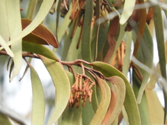 Amyema pendula pendula