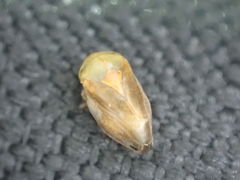 Clastoptera testacea