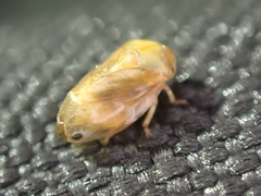 Clastoptera testacea