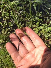 Sclerotinia sulcata