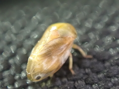 Clastoptera testacea