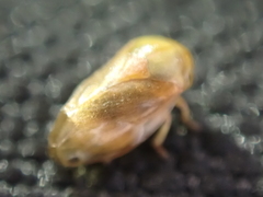 Clastoptera testacea