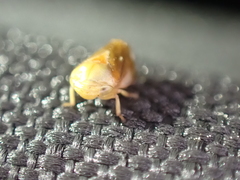 Clastoptera testacea