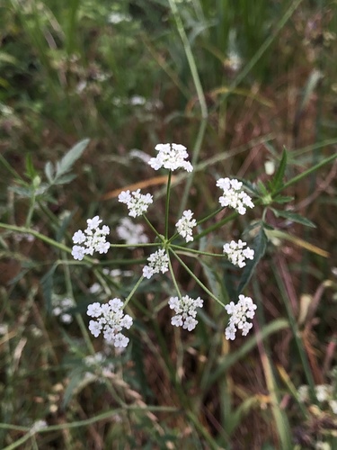 Torilis arvensis