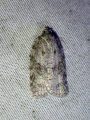 Acleris chalybeana