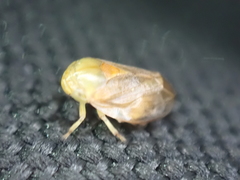 Clastoptera testacea