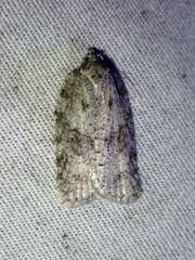 Acleris chalybeana