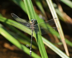 Eusynthemis brevistyla