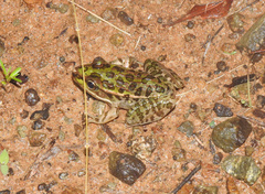 Lithobates lenca