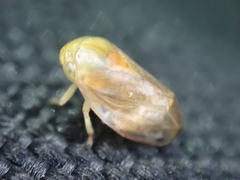 Clastoptera testacea