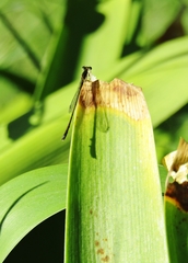 Argentagrion ambiguum