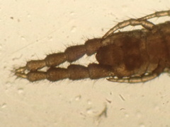 Schendyla nemorensis