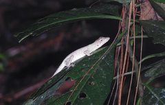 Anolis heteropholidotus
