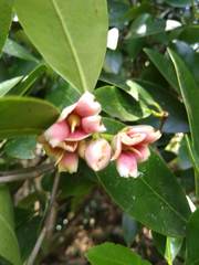 Ternstroemia tepezapote