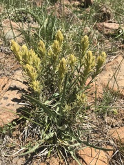 Castilleja arachnoidea