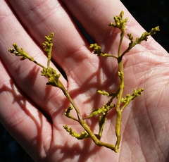 Arceuthobium campylopodum