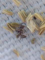 Formicidae
