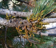 Arceuthobium campylopodum