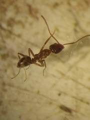 Formicidae