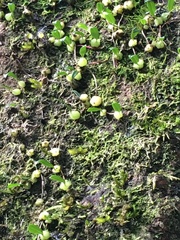 Bulbophyllum exiguum