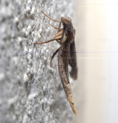 Meskea dyspteraria