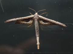 Meskea dyspteraria