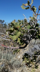 Quercus john-tuckeri