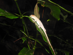 Anolis heteropholidotus