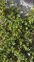 Portulaca oleracea