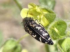 Acmaeodera connexa