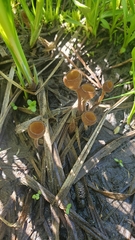 Sclerotinia sulcata