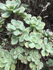Aeonium haworthii