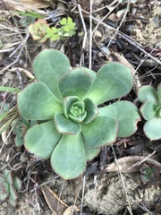 Aeonium haworthii