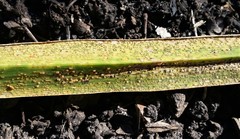 Puccinia hemerocallidis