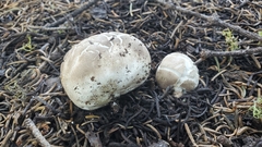 Handkea fumosa