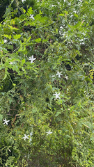 Jasminum officinale