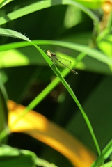 Argentagrion ambiguum