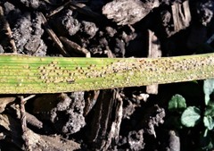 Puccinia hemerocallidis