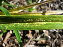 Puccinia hemerocallidis