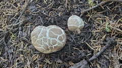 Handkea fumosa