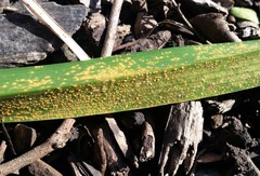 Puccinia hemerocallidis