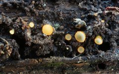 Arachnopeziza aurelia