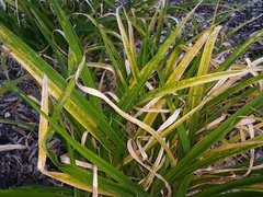 Puccinia hemerocallidis