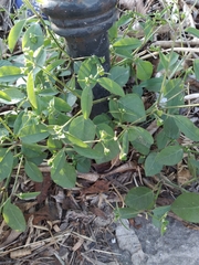 Euphorbia graminea