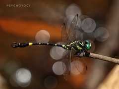 Lamelligomphus castor