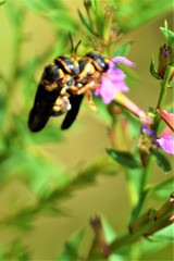 Anthidiellum perplexum