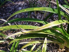 Puccinia hemerocallidis