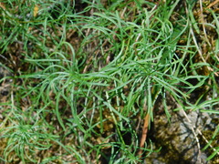 Erigeron reductus