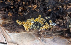 Arachnopeziza trabinelloides