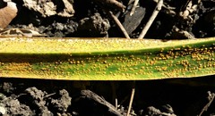 Puccinia hemerocallidis